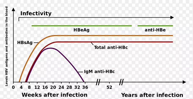 乙型肝炎病毒性肝炎HBsAg持续存在