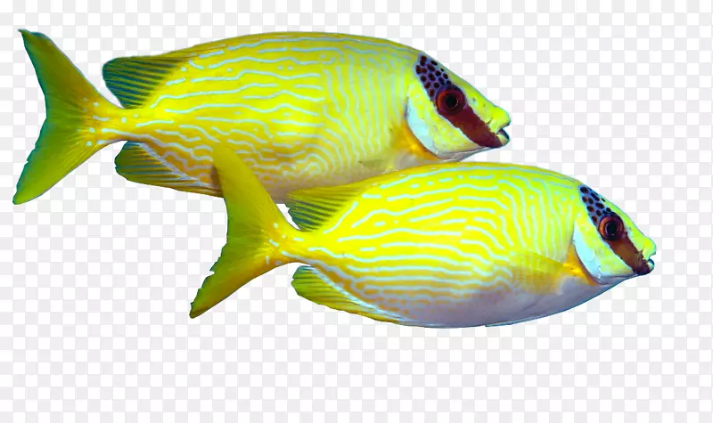 水族馆珊瑚礁鱼海洋天使鱼海洋生物-射线鱼