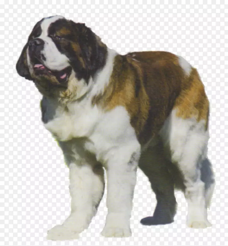 圣。伯纳德犬培育莫斯科看门狗伴狗-小狗