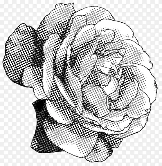 黑白玫瑰画-玫瑰