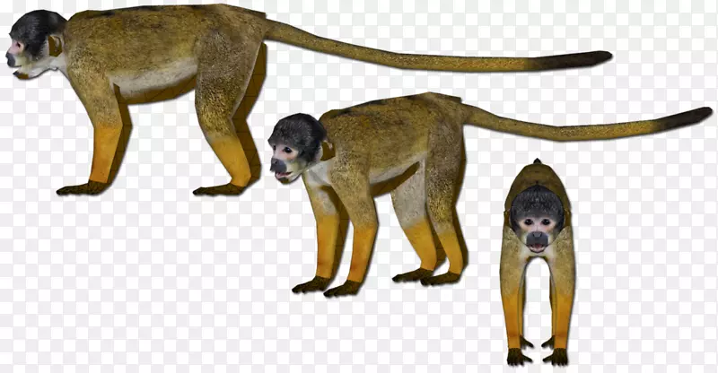 古猿科野生动物尾猴