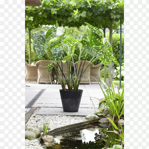 巨型芋叶植物鳞茎-秋葵