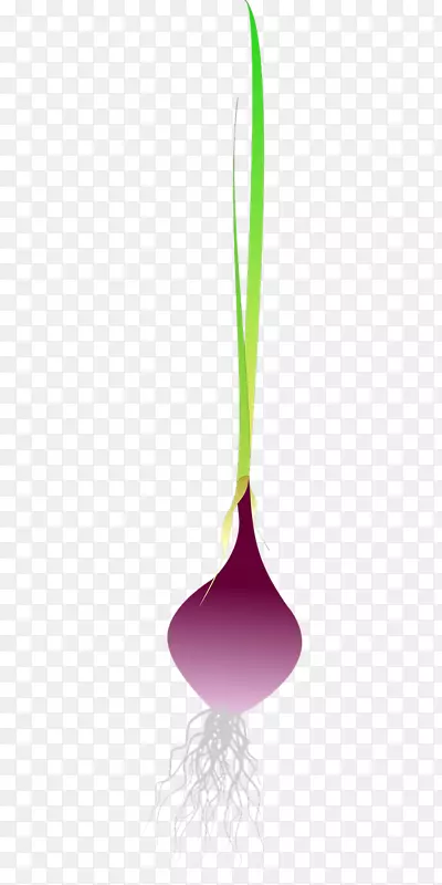 叶植物茎叶