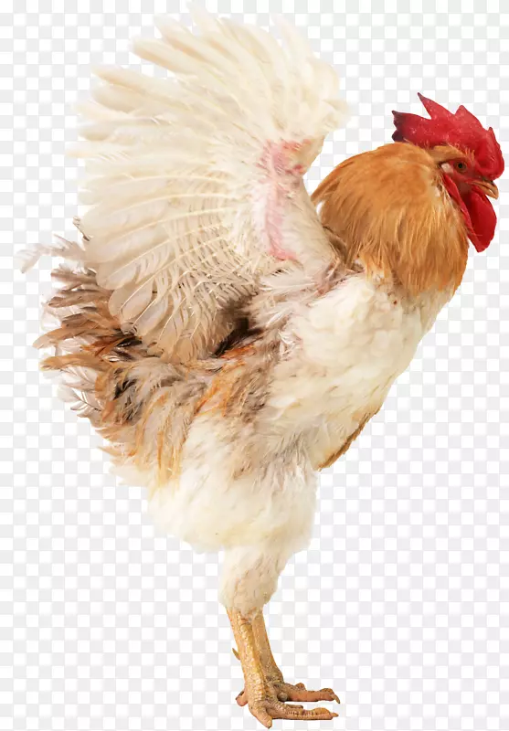肉鸡、家禽养殖鸡-鸡