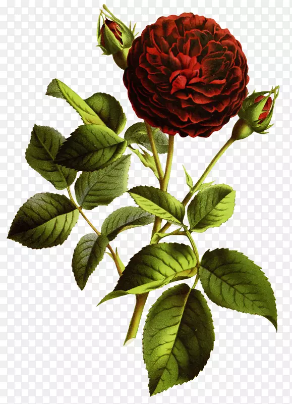 花园玫瑰-查尔斯·安托万·莱梅尔