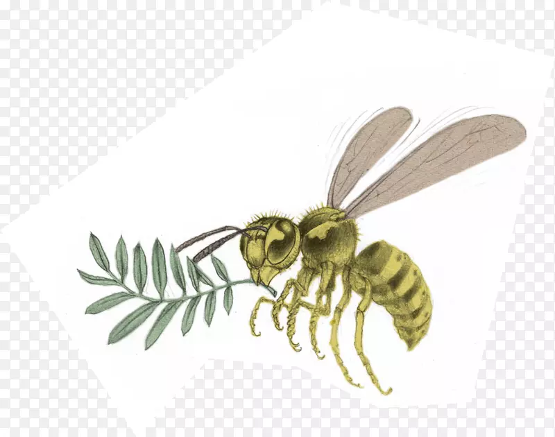 蜜蜂大黄蜂亚瓦派学院-蜜蜂