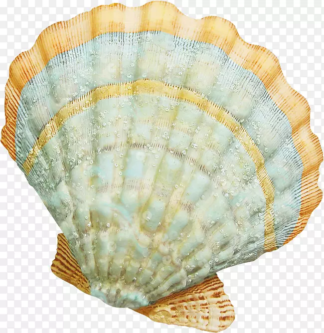 海贝壳夹子艺术-贝壳