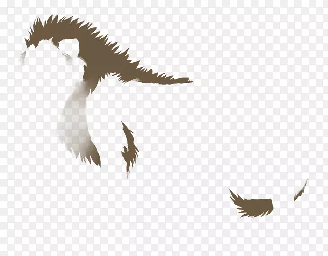 秃鹰喙羽毛野生动物-鹰