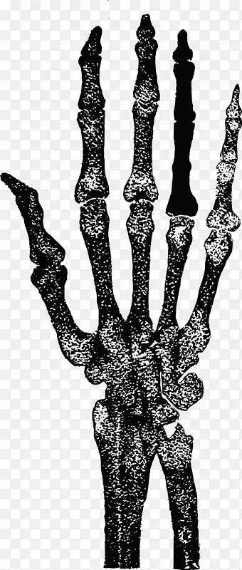人体骨骼手指手人体解剖-骨骼