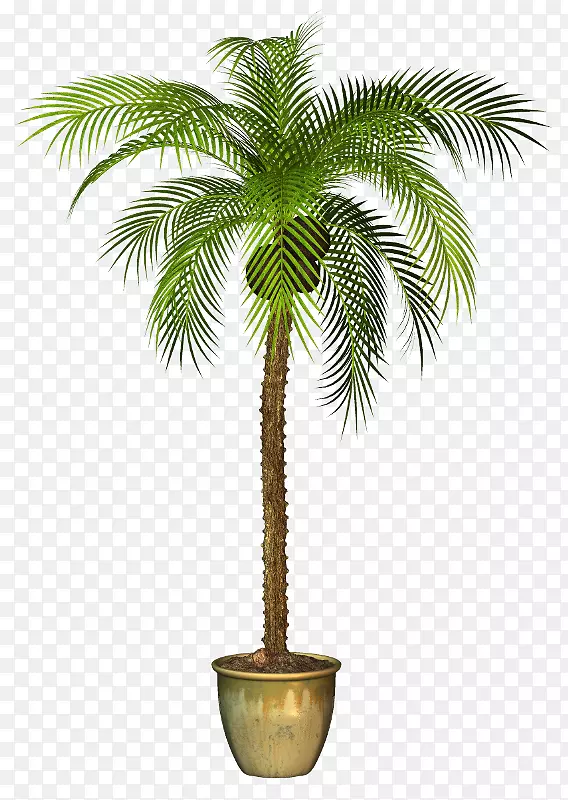 亚洲棕榈槟榔科植物-植物