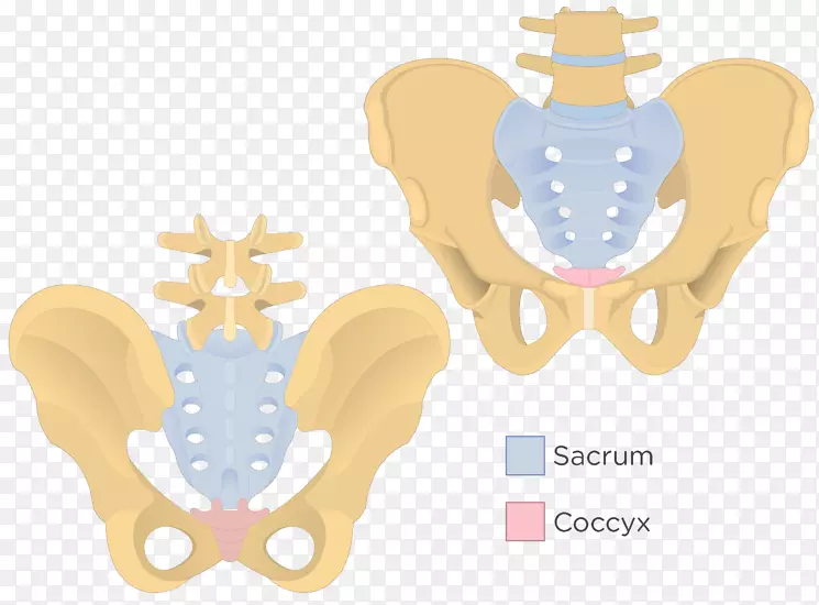 骨骶髂会阴系骨盆尾骨