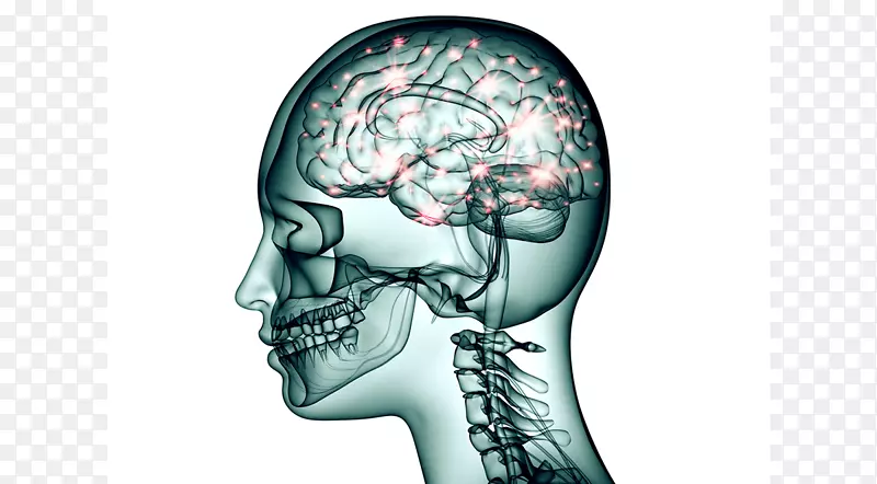 脑托吡酯神经元神经系统-脑功能