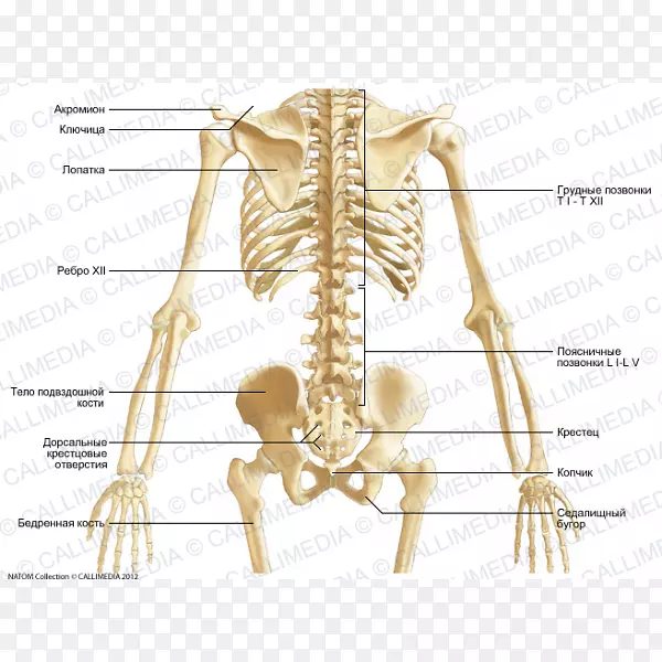 骨盆骨骼腹部解剖