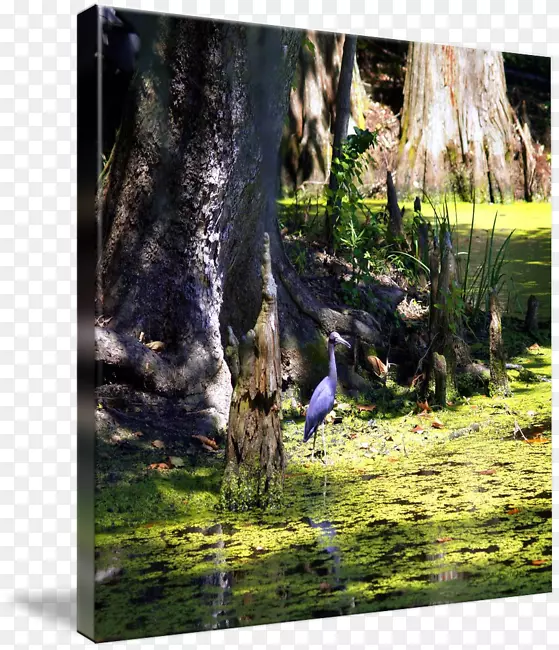 苍鹭自然生态系统图片集动物-沼泽地