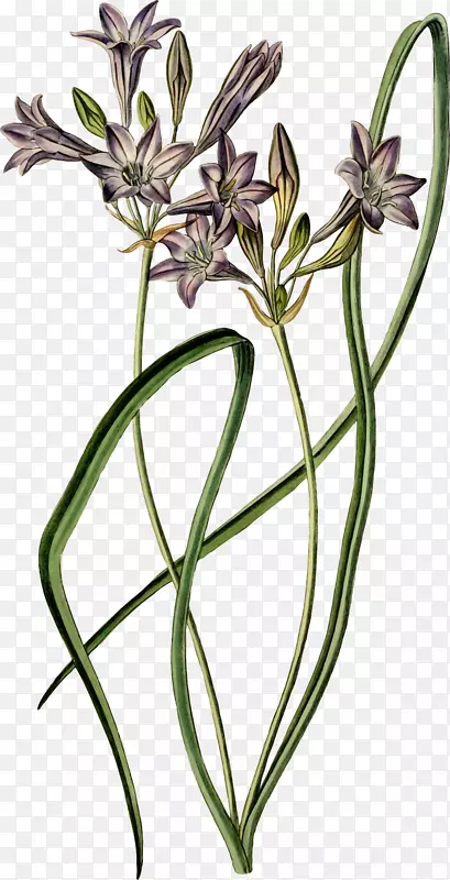 花卉植物学设计Naver博客-花卉