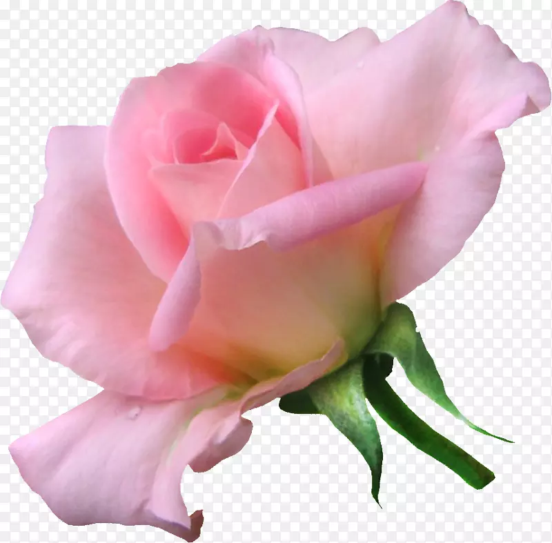 花园花玫瑰网上博客剪贴画-花