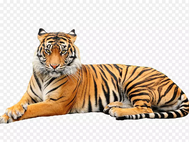 白虎、孟加拉虎、动物园动物-白虎