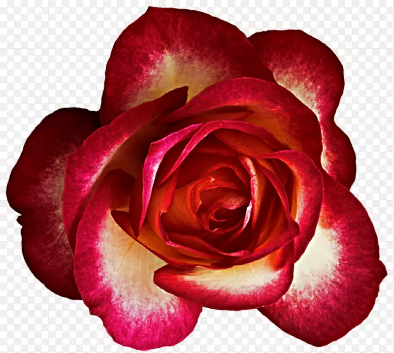 花园玫瑰，卷心菜，玫瑰花，玫瑰，切花，奶油玫瑰