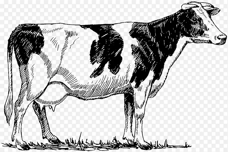 荷斯坦，弗里西亚牛，高地牛，肉牛，拉奶工