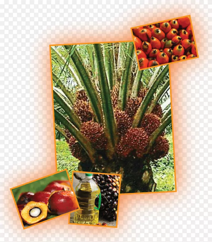 油棕榈种植园椰子蔬菜-植物