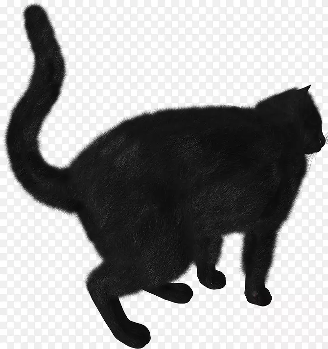 小猫黑猫苏格兰折叠剪贴画-小猫