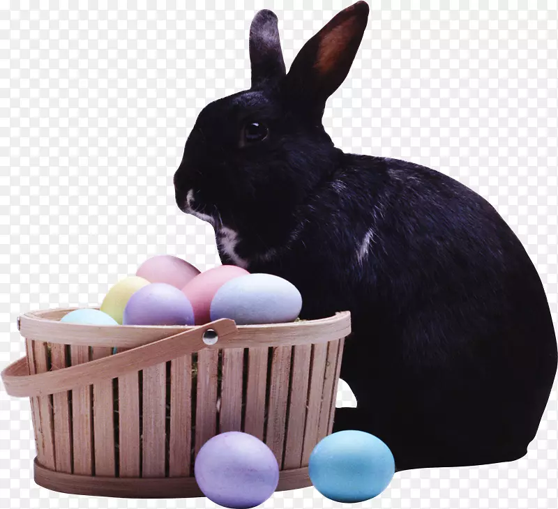 国内兔子复活节兔子leporid欧洲兔子-复活节