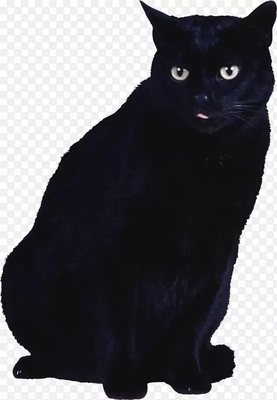 黑猫猫
