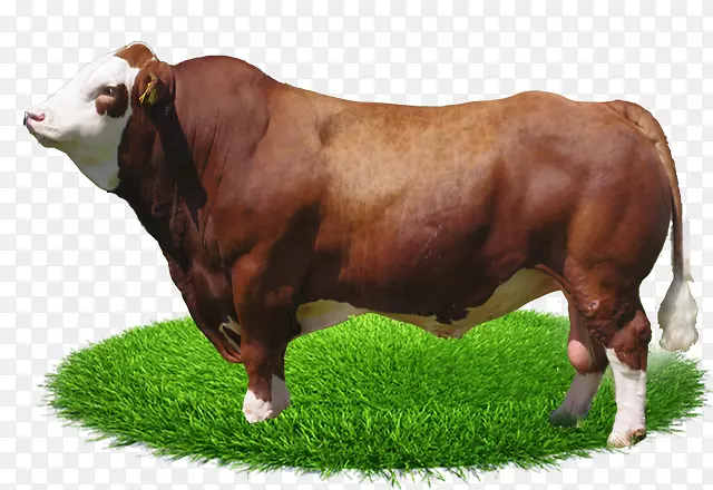 牛Fleckvieh模拟牛挪威小红牛