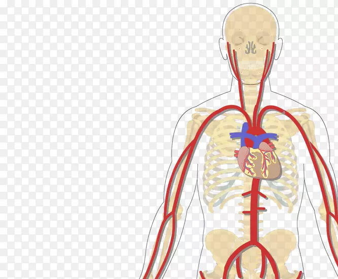 人体静脉锁骨下动脉臂下腔静脉