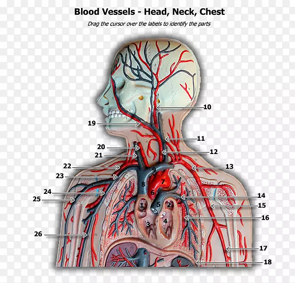 血管人体解剖循环系统-血液
