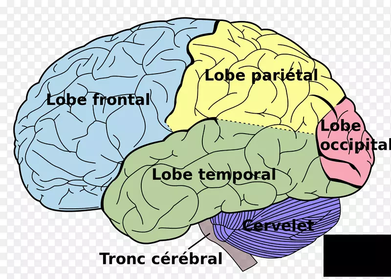 人脑叶的脑功能偏侧化