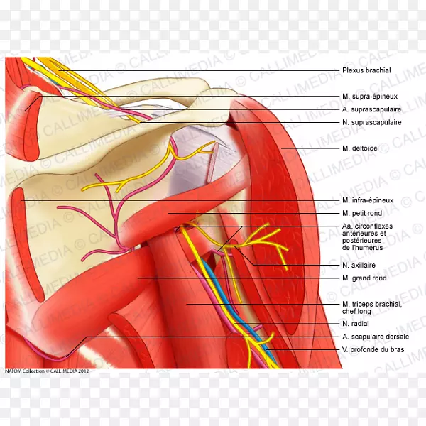 肩部肌肉系统解剖肌肉人体-消化
