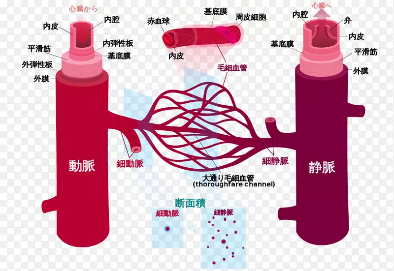 血管循环系统人体解剖-血液