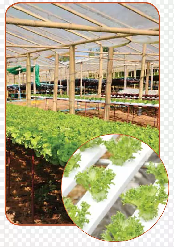 教室里的农业温室水培农业识字-植物