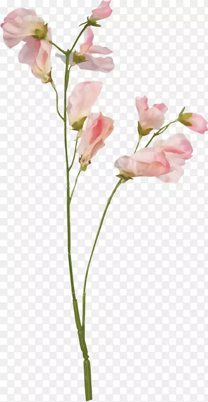 甜豌豆花设计植物插画-花