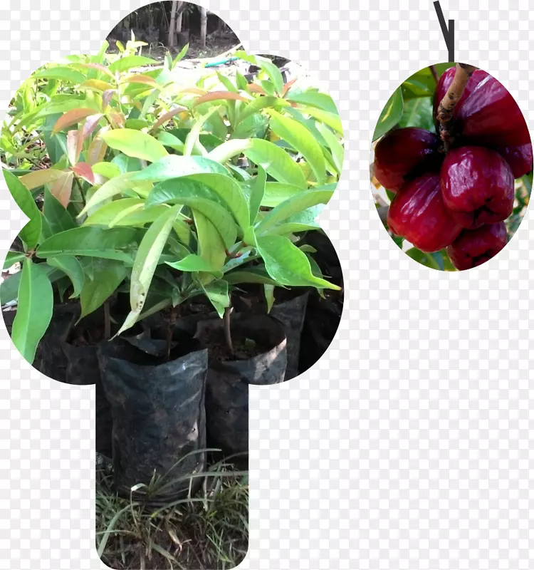 水玫瑰苹果马来苹果普通番石榴香蕉