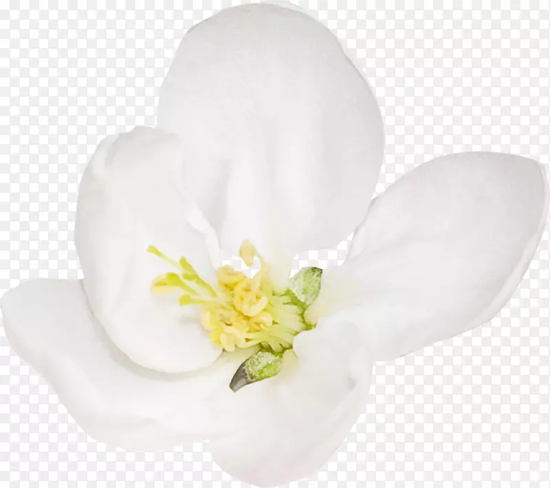开花植物-白花