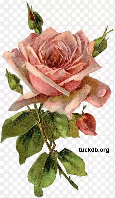 花园玫瑰花，卷心菜，玫瑰纸，粉红剪纸，旧玫瑰水彩