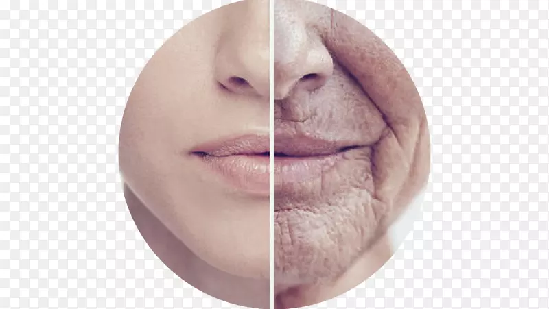 衰老研究衰老相关疾病科学寿命延长表皮