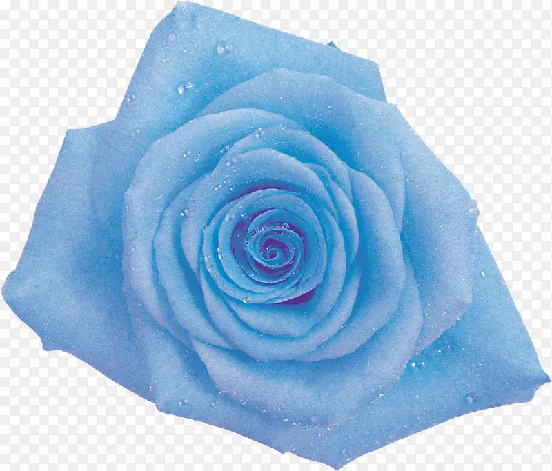 蓝玫瑰花园玫瑰卷心菜切花绿玫瑰