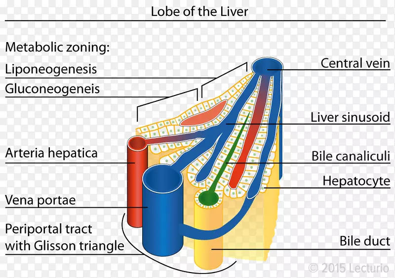 肝窦小叶解剖