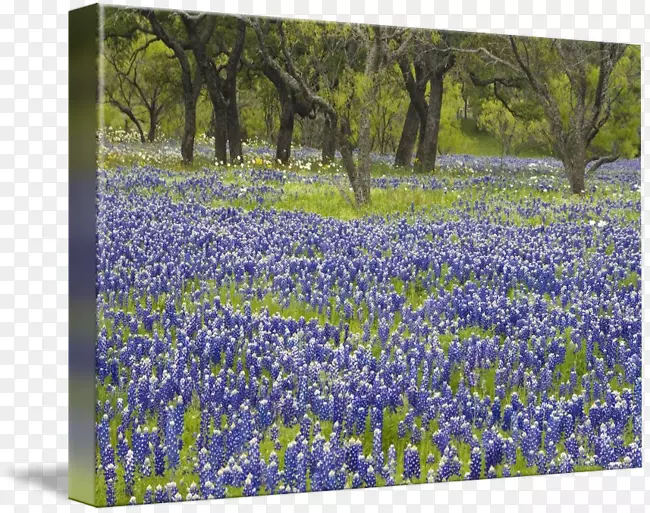 蓝帽画廊包裹英国薰衣草草甸得克萨斯州-蓝帽花
