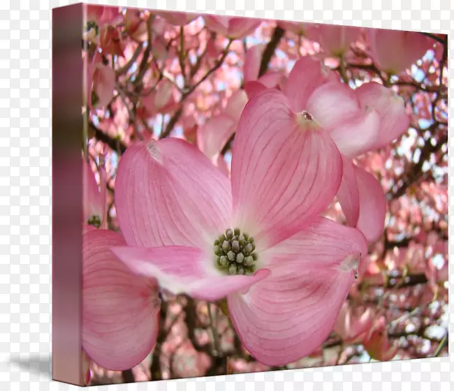 开花的山茱萸树粉红色的花-树