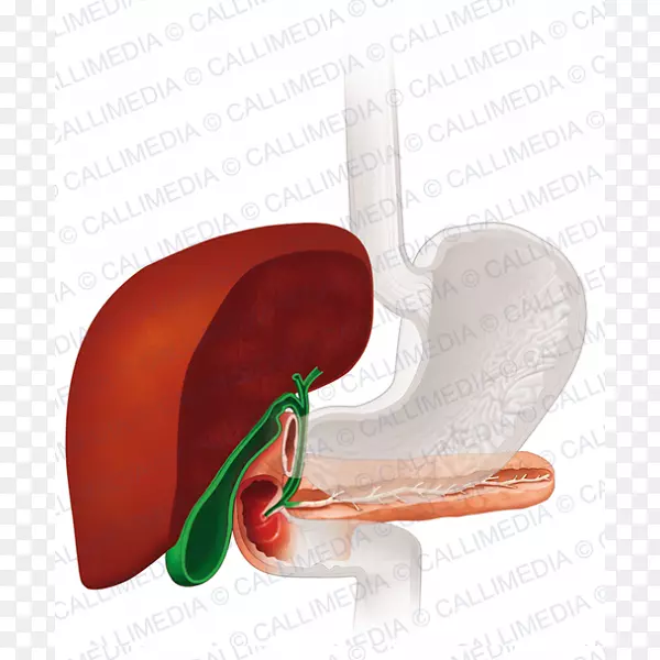 胆囊结石胆囊切除术治疗人体解剖-胃肠