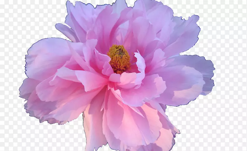 粉红色花朵玫瑰粉红色花朵设计.蒸汽波