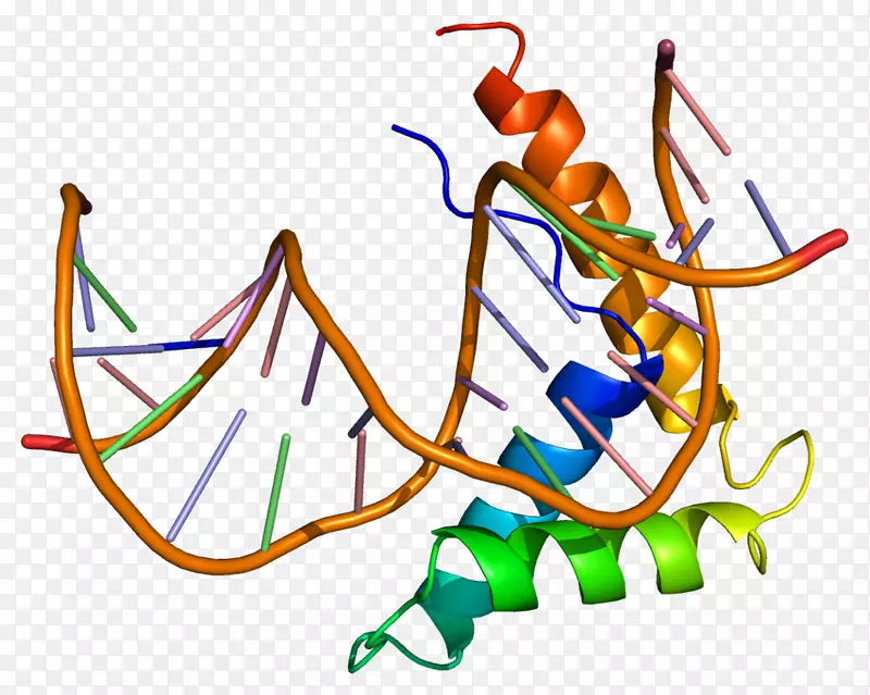 hmgb 2高迁移率组基因dna蛋白
