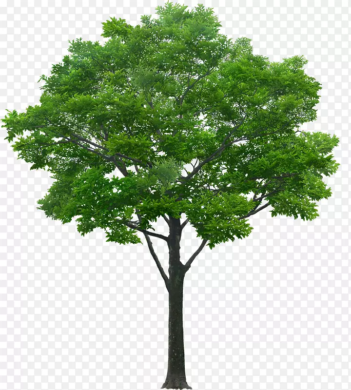 树形摄影图-树