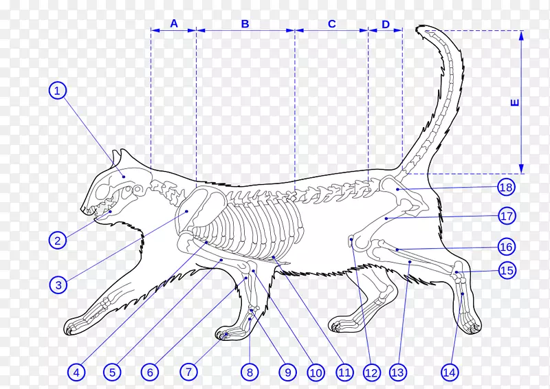 缅因州猫科猫解剖-骨骼肌