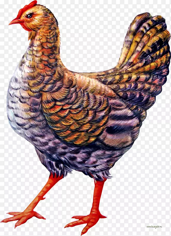 鸡下载剪贴画-Pollos