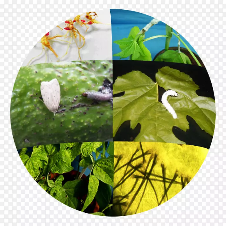 生物病虫害防治植物病理学农业生物学-植物
